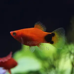 Moonlight Fish ( Red With Black )
