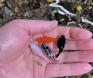 Moonlight Fish ( Black, Red ,White and Yellow)