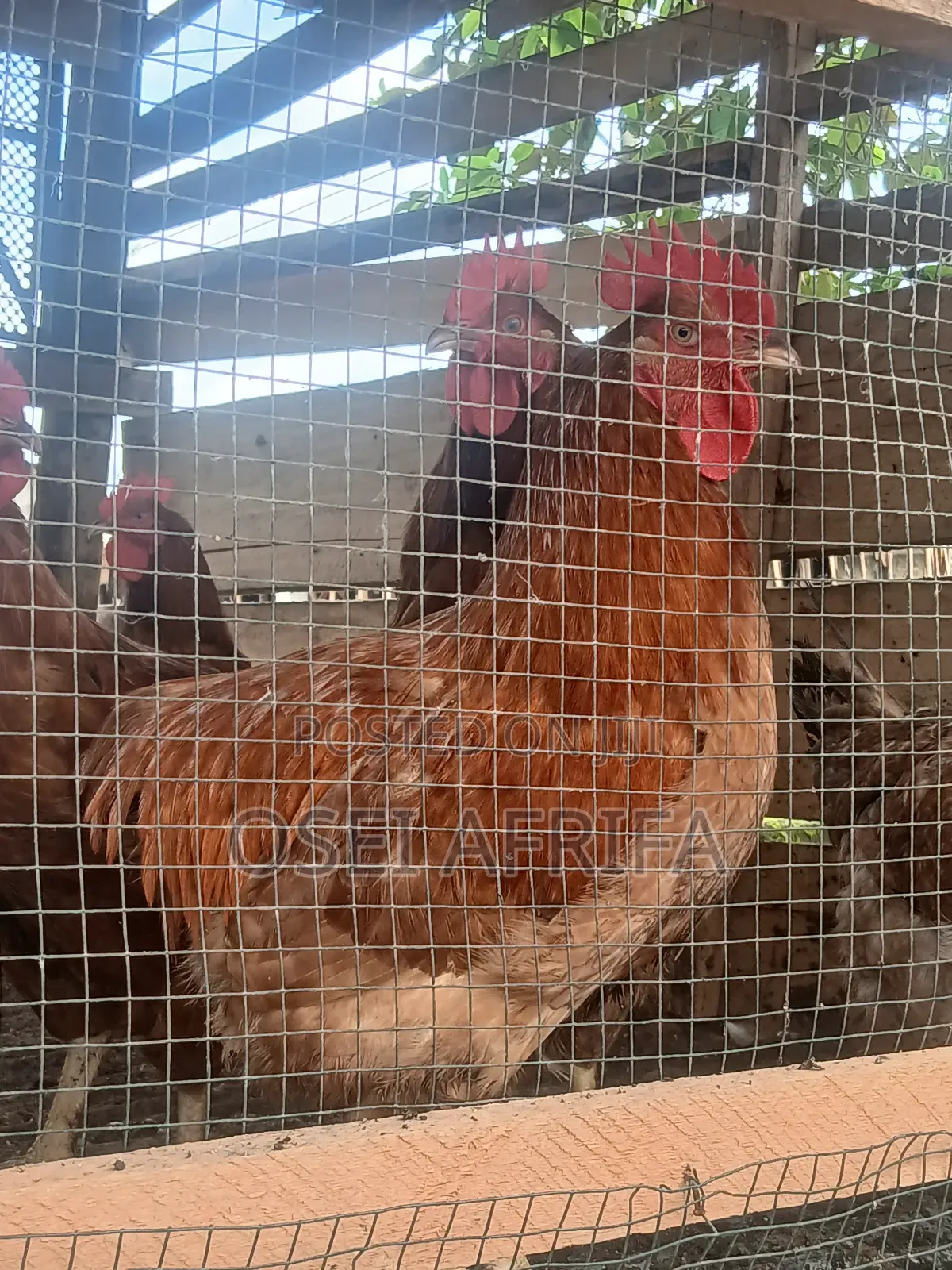 Adepa Cocks and Saso for Sale