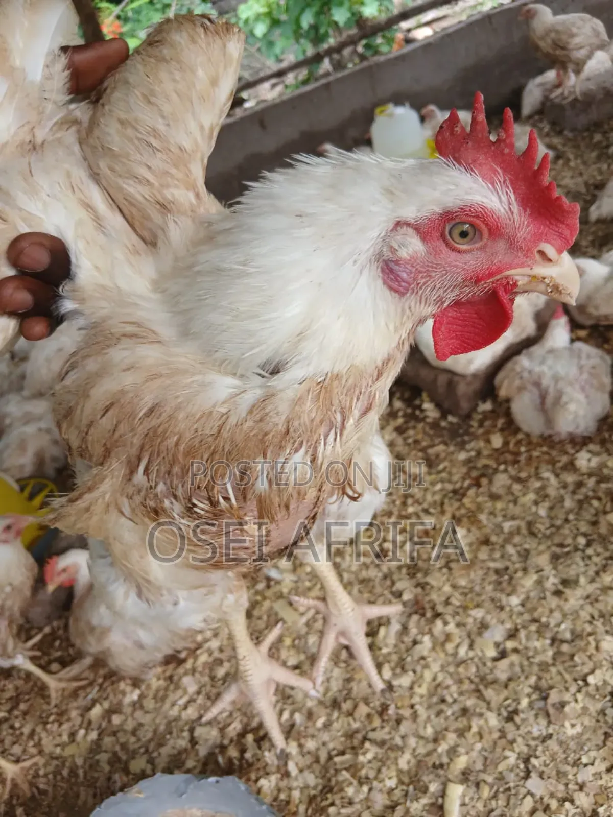 Adepa Cocks and Saso for Sale