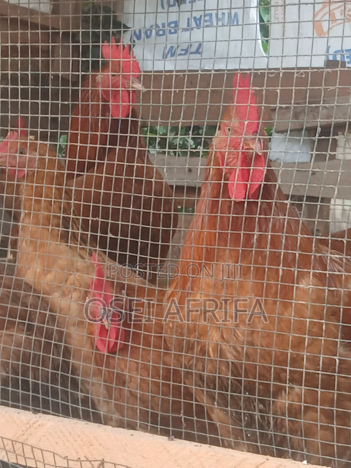 Adepa Cocks and Saso for Sale