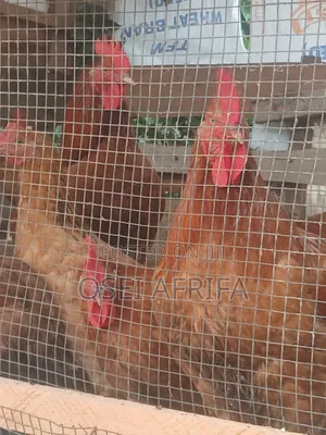 Adepa Cocks and Saso for Sale