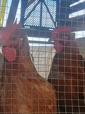 Adepa Cocks and Saso for Sale