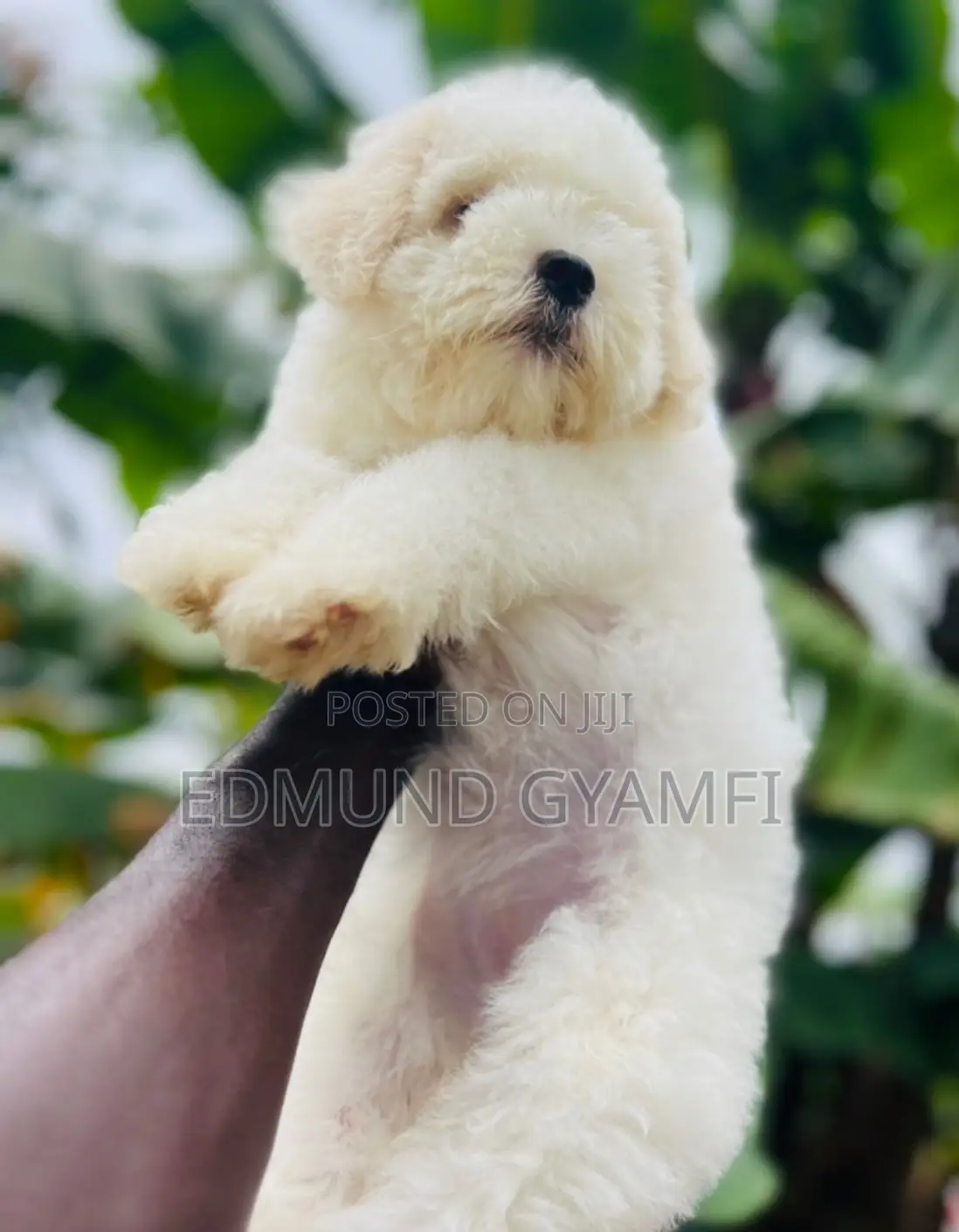1-3 months Female Purebred Maltese