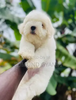 1-3 months Female Purebred Maltese