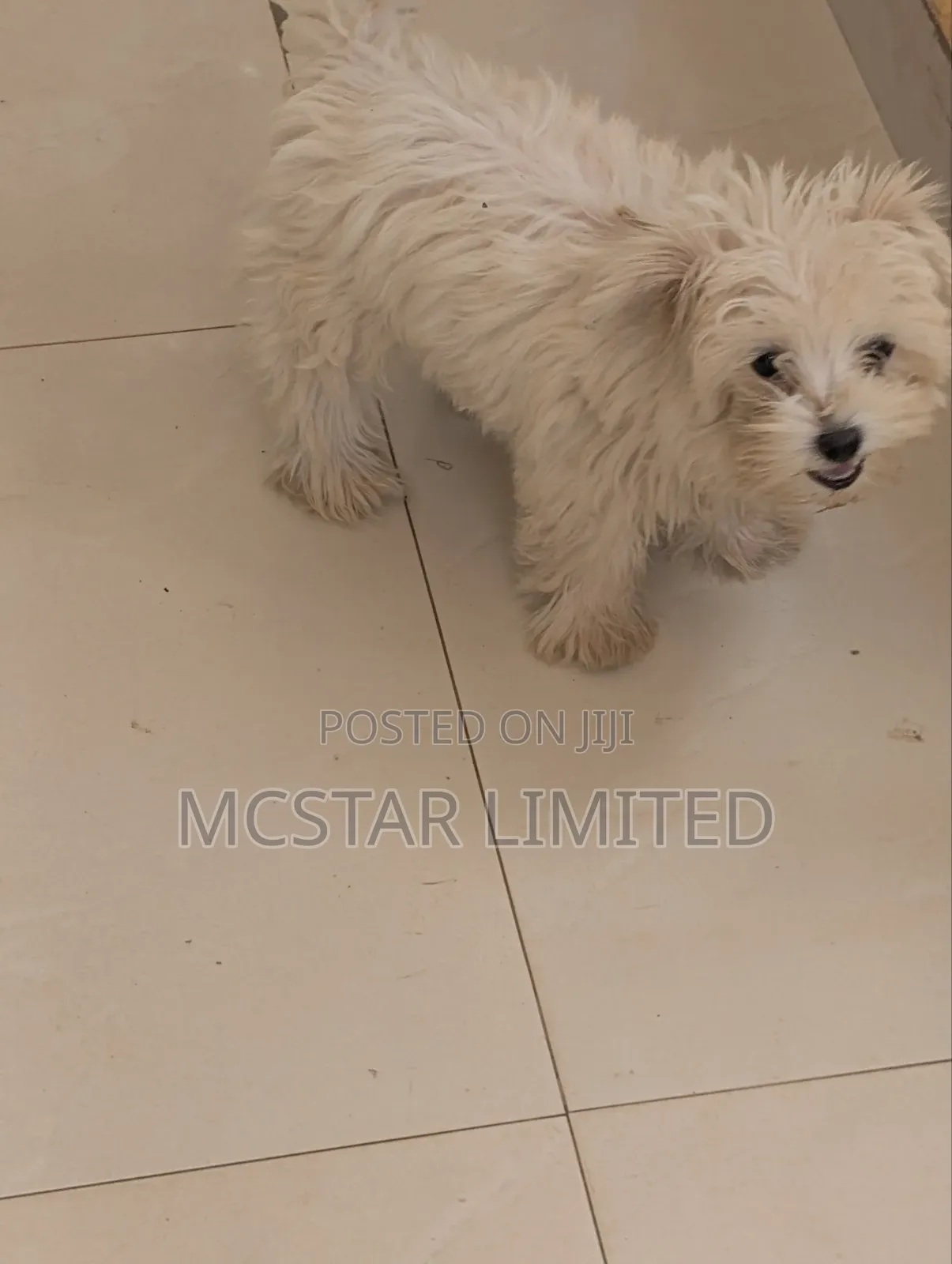 1-3 months Female Mixed Breed Maltese