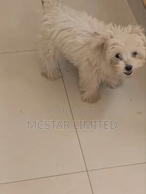 1-3 months Female Mixed Breed Maltese