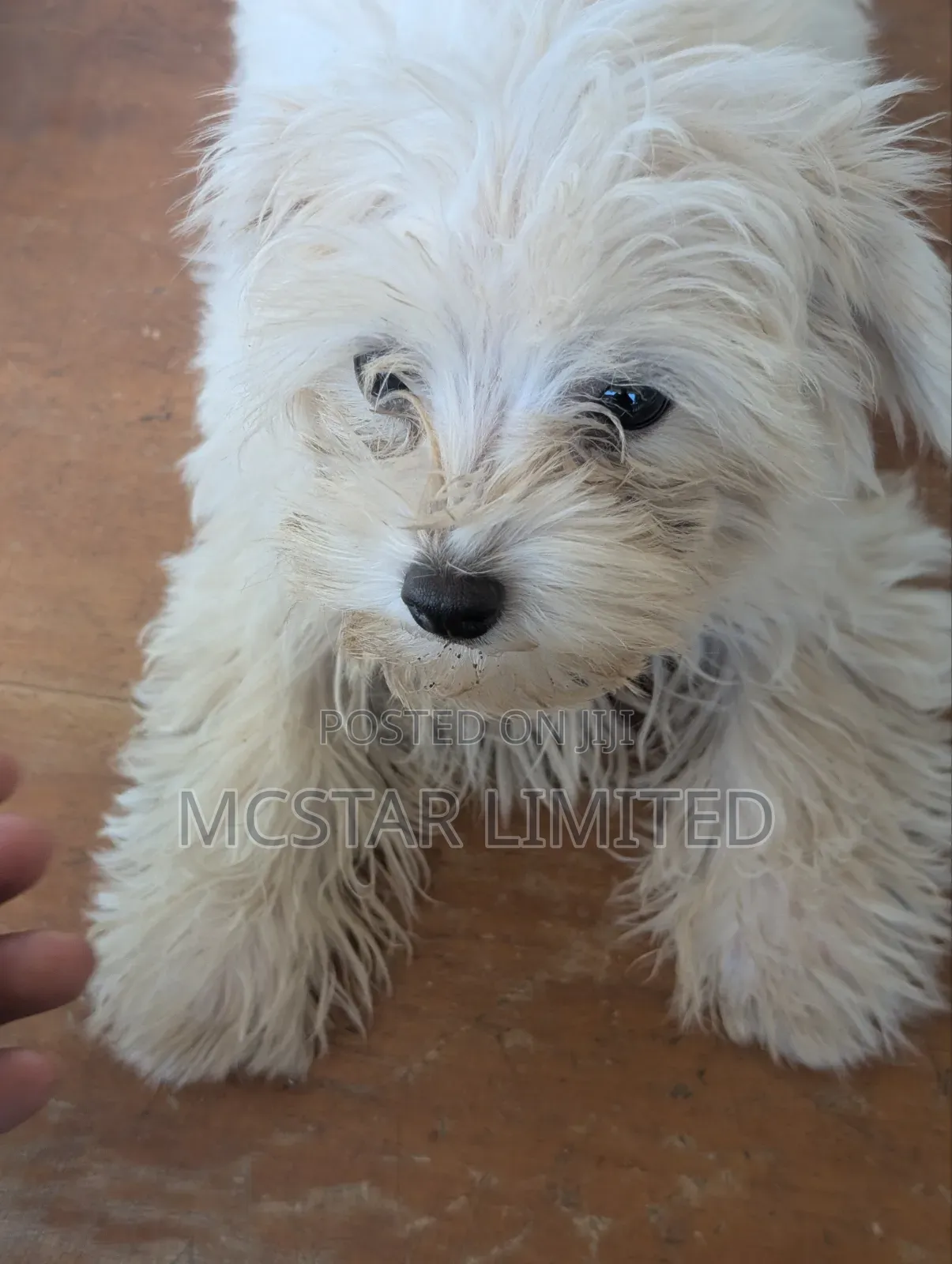 1-3 months Female Mixed Breed Maltese