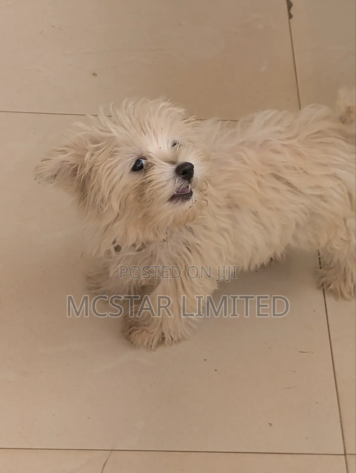 1-3 months Female Mixed Breed Maltese