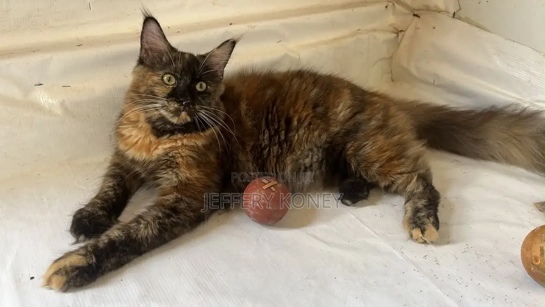 6-12 months Female Purebred Maine Coon