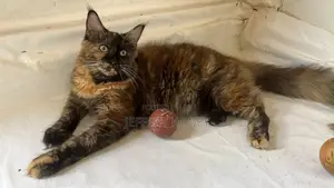 6-12 months Female Purebred Maine Coon