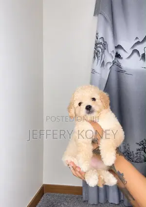 1-3 months Female Purebred Poodle