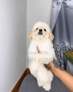 1-3 months Female Purebred Poodle