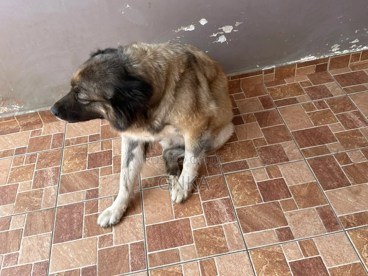 1+ year Female Purebred Caucasian Shepherd
