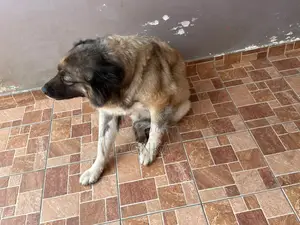 1+ year Female Purebred Caucasian Shepherd