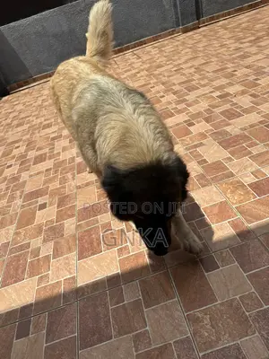 1+ year Female Purebred Caucasian Shepherd