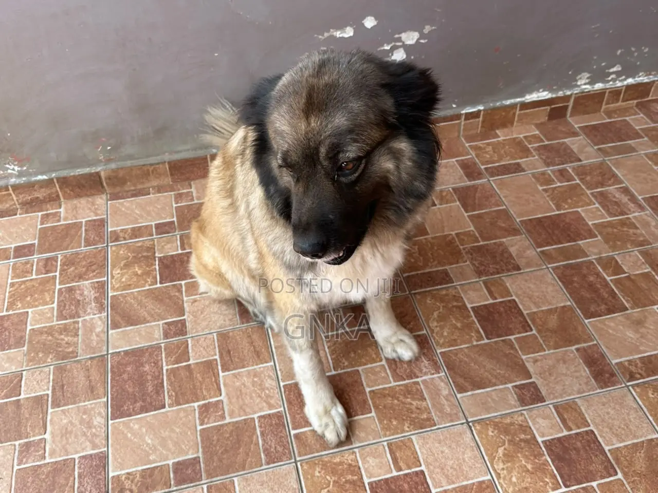 1+ year Female Purebred Caucasian Shepherd