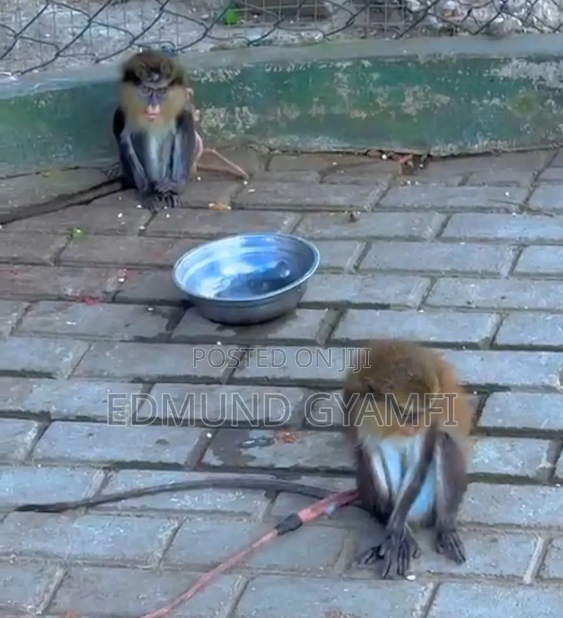 Mona Monkeys