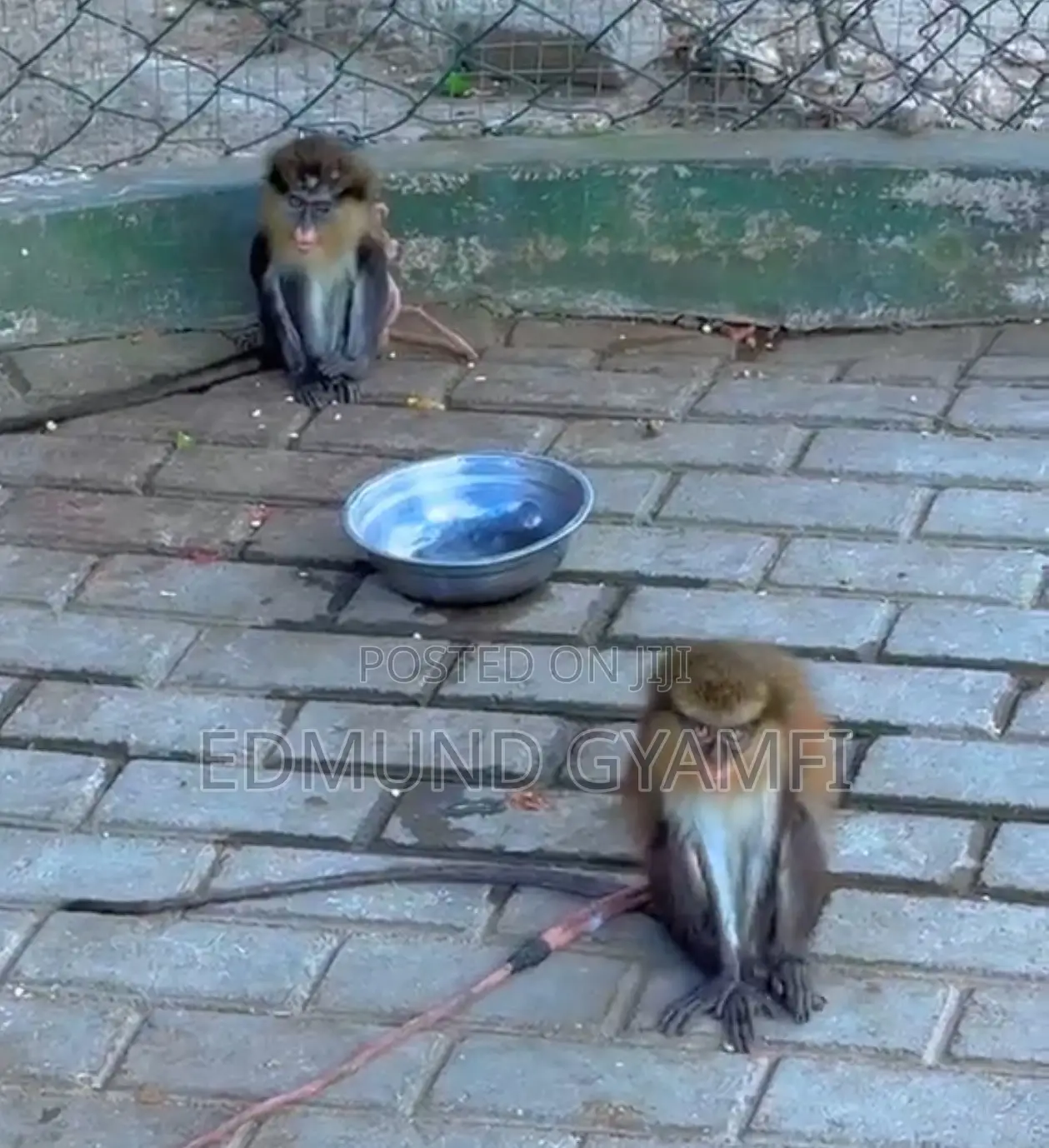 Mona Monkeys