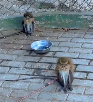 Mona Monkeys