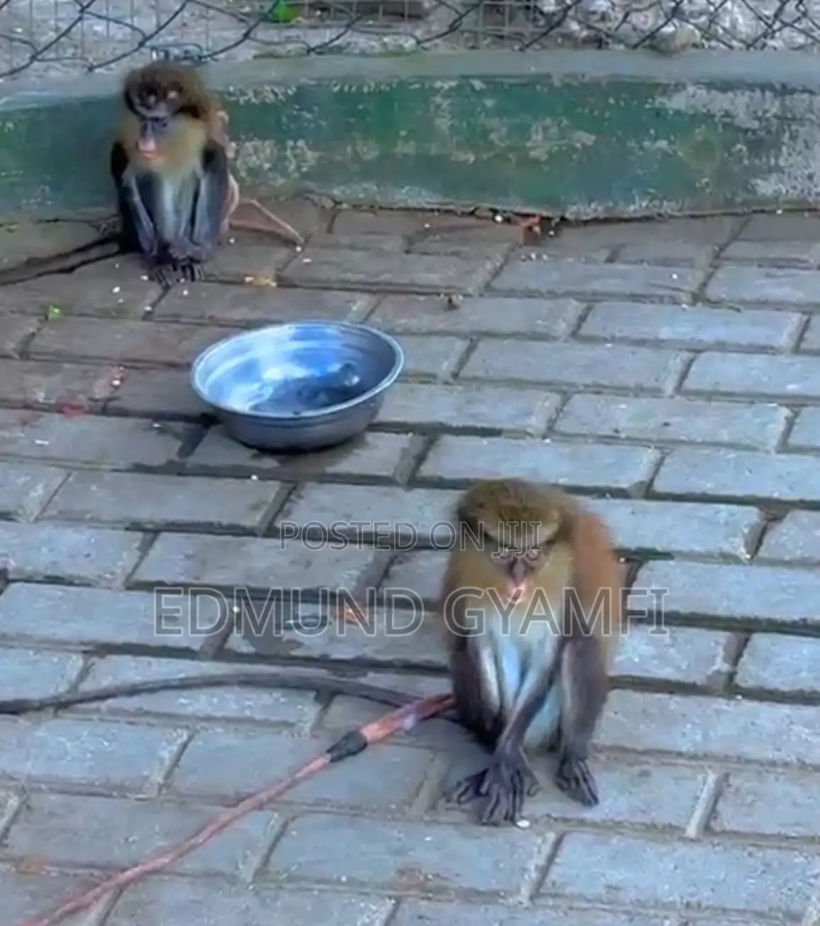 Mona Monkeys