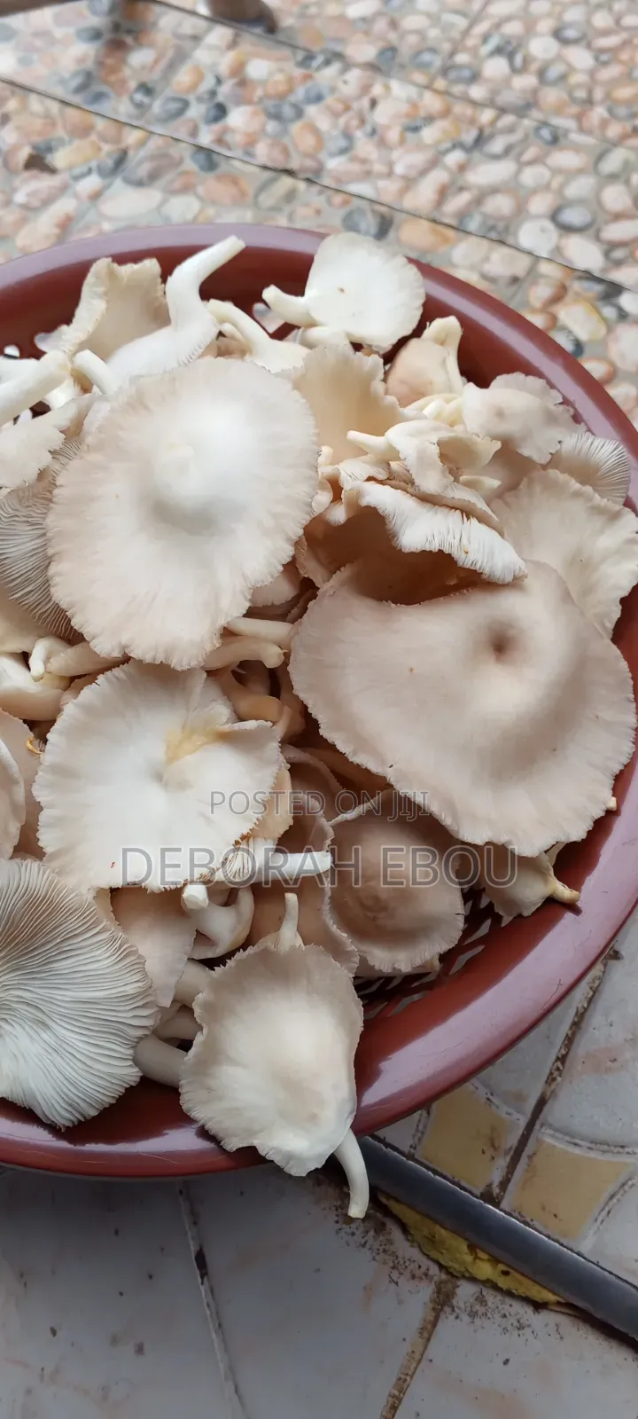 Fresh Mushrooms