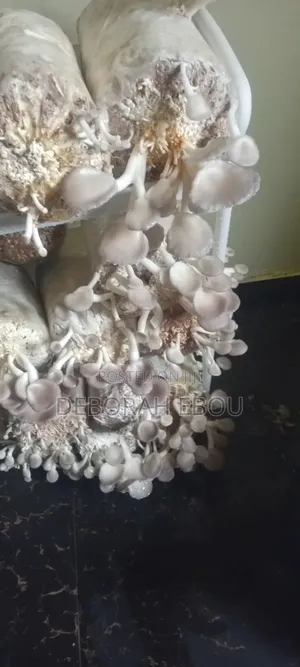 Fresh Mushrooms