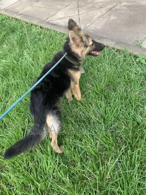 6-12 months Female Purebred German Shepherd