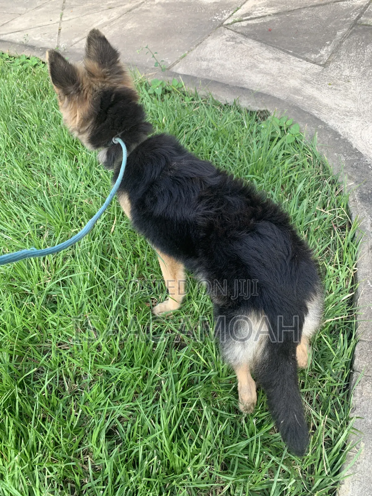6-12 months Female Purebred German Shepherd