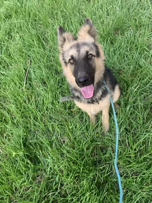 6-12 months Female Purebred German Shepherd