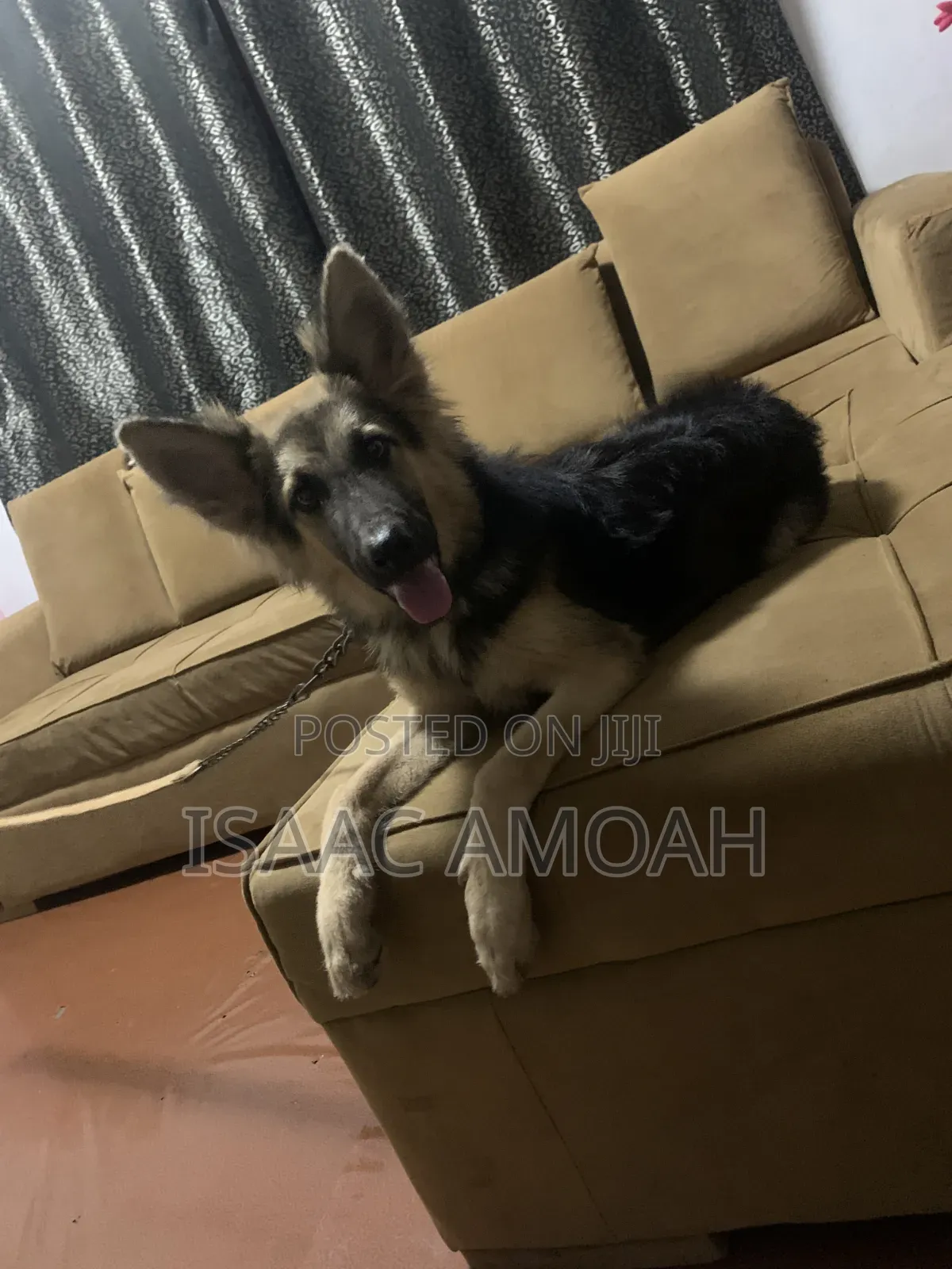 6-12 months Female Purebred German Shepherd