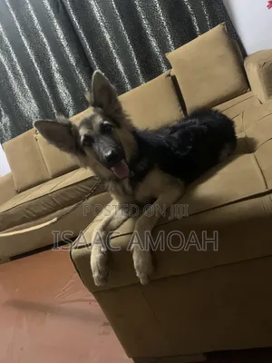 6-12 months Female Purebred German Shepherd