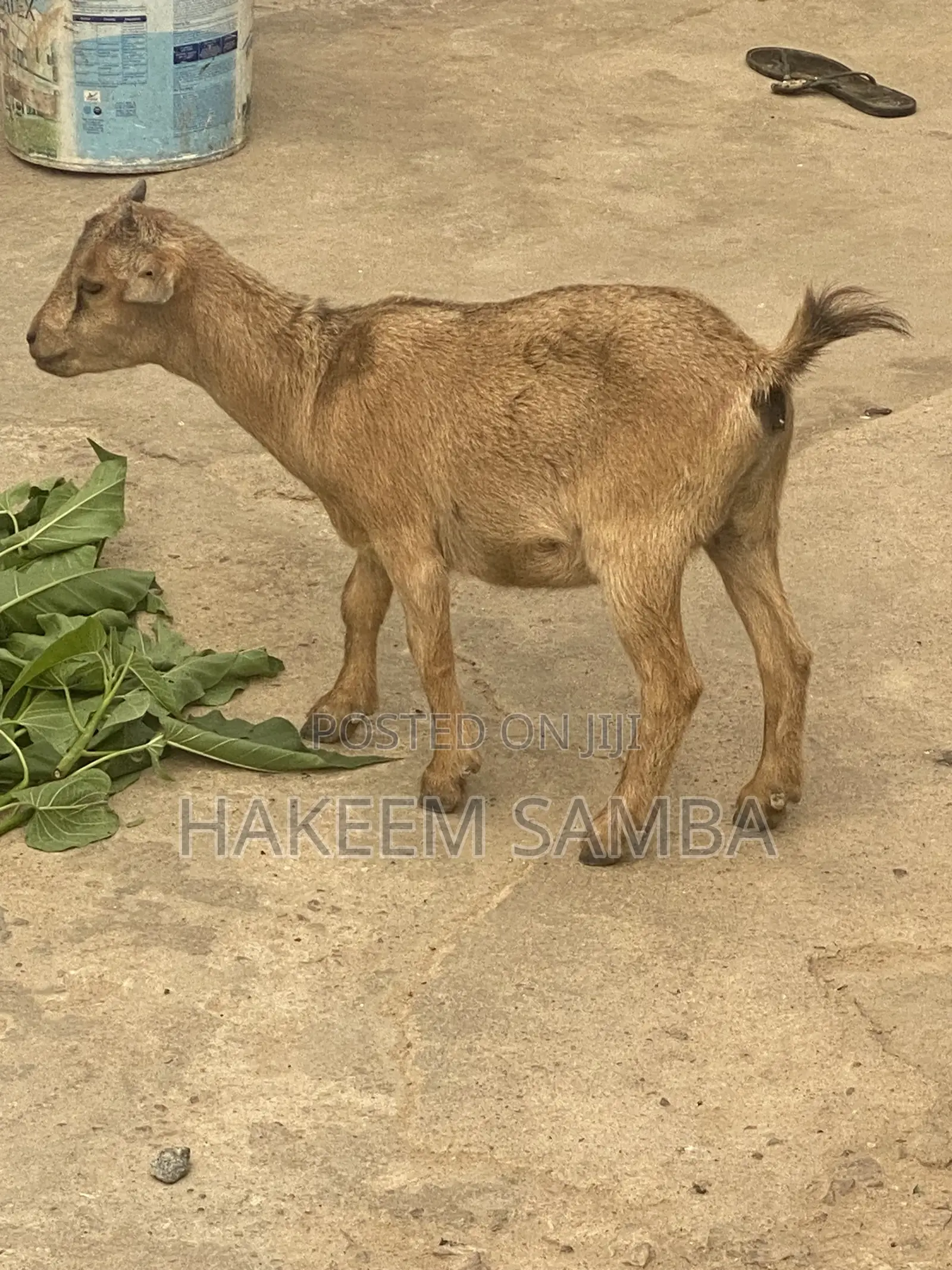 Healthy African Dwarf Female Goat
