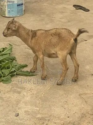 Healthy African Dwarf Female Goat