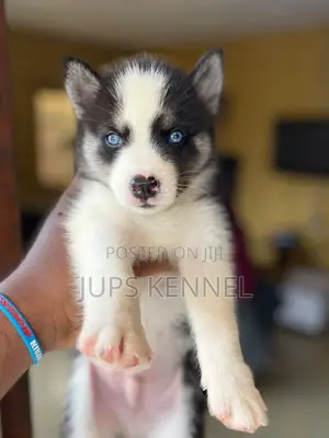 1-3 months Female Purebred Siberian Husky