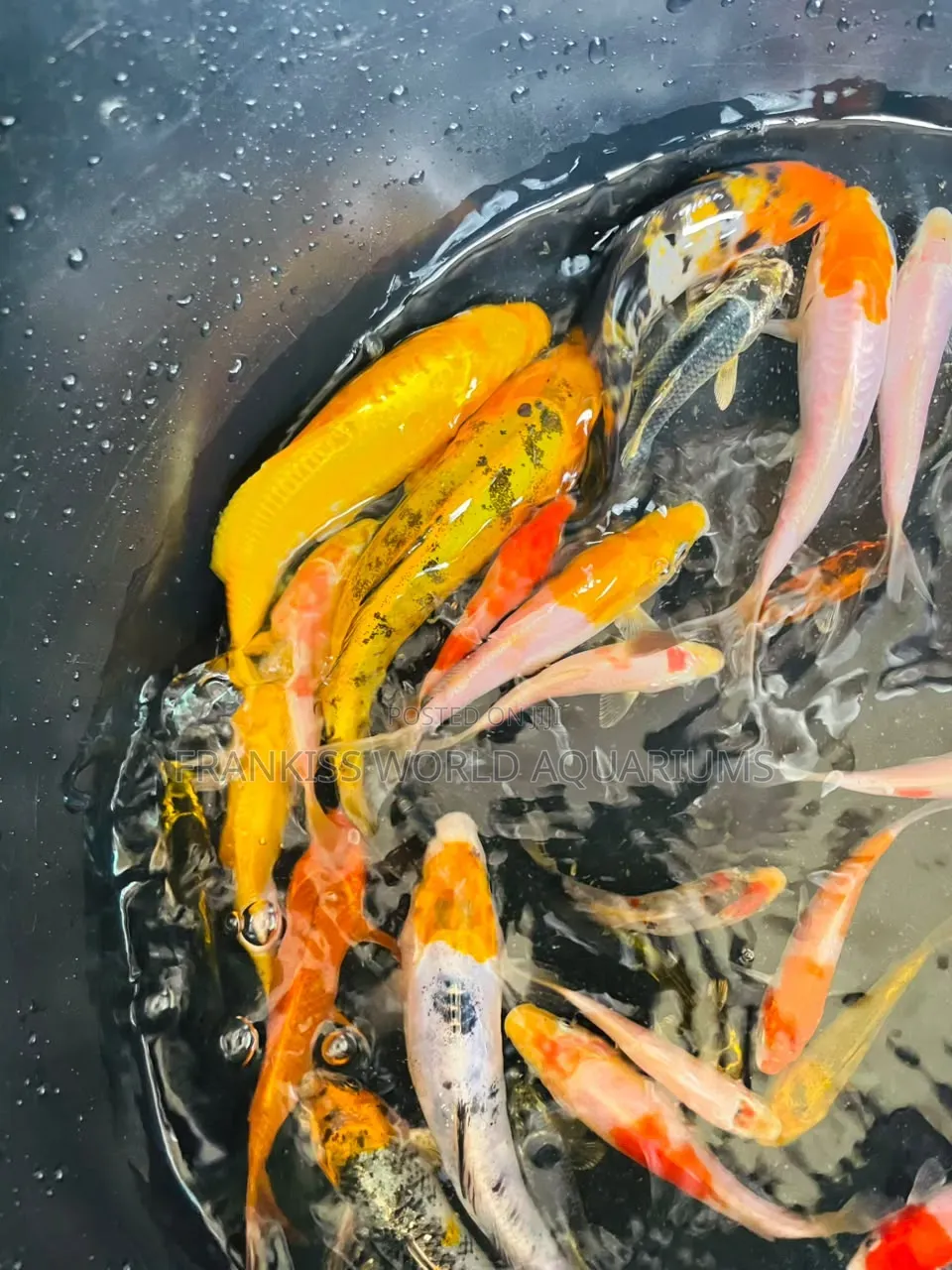 Assorted Koi Fishes