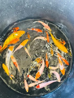 Assorted Koi Fishes