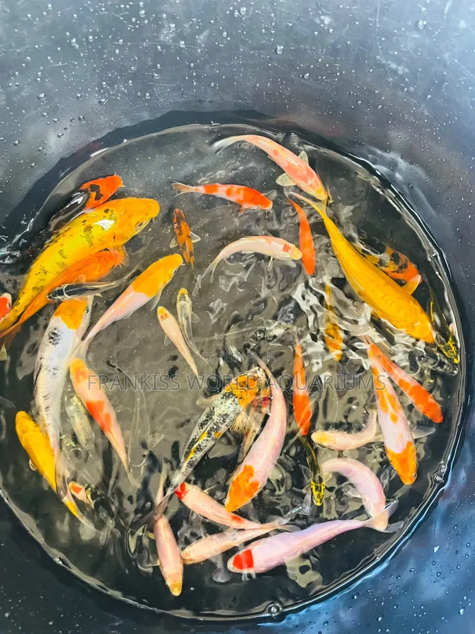 Assorted Koi Fishes