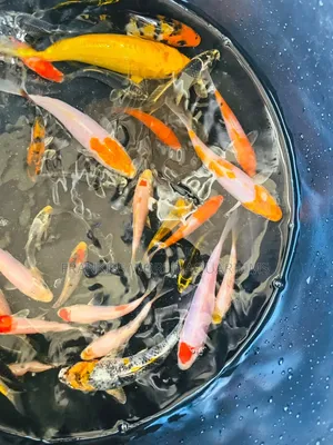 Assorted Koi Fishes