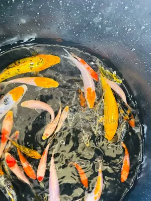 Assorted Koi Fishes