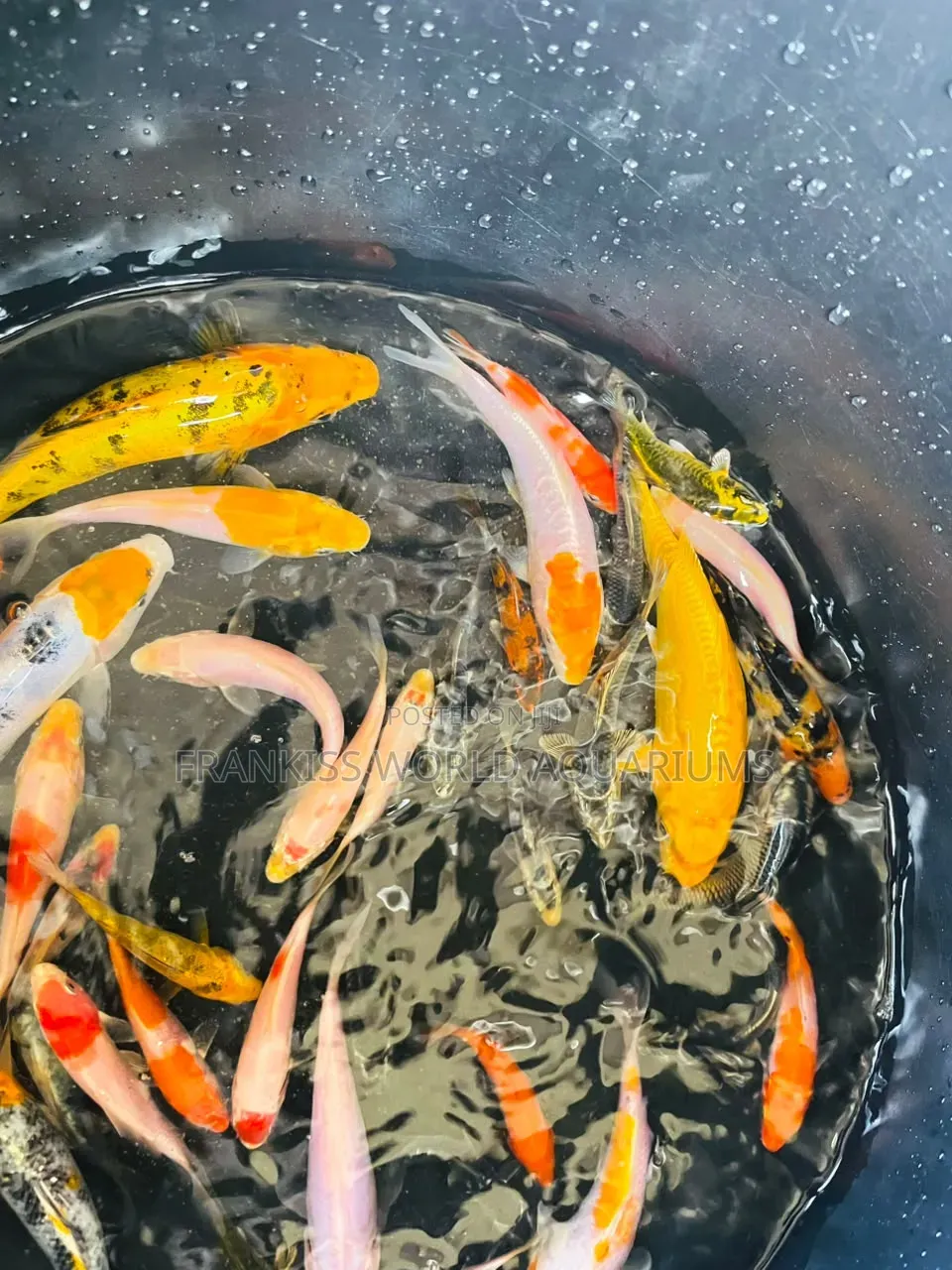 Assorted Koi Fishes