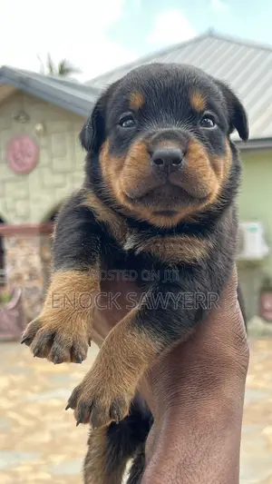 1-3 months Male Purebred Rottweiler