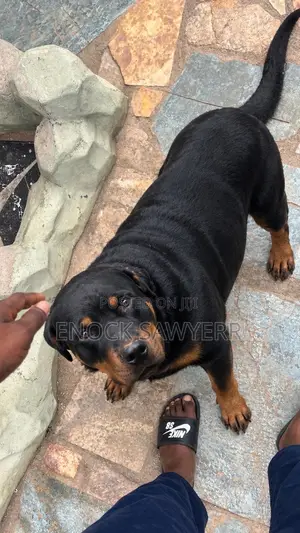 1-3 months Male Purebred Rottweiler