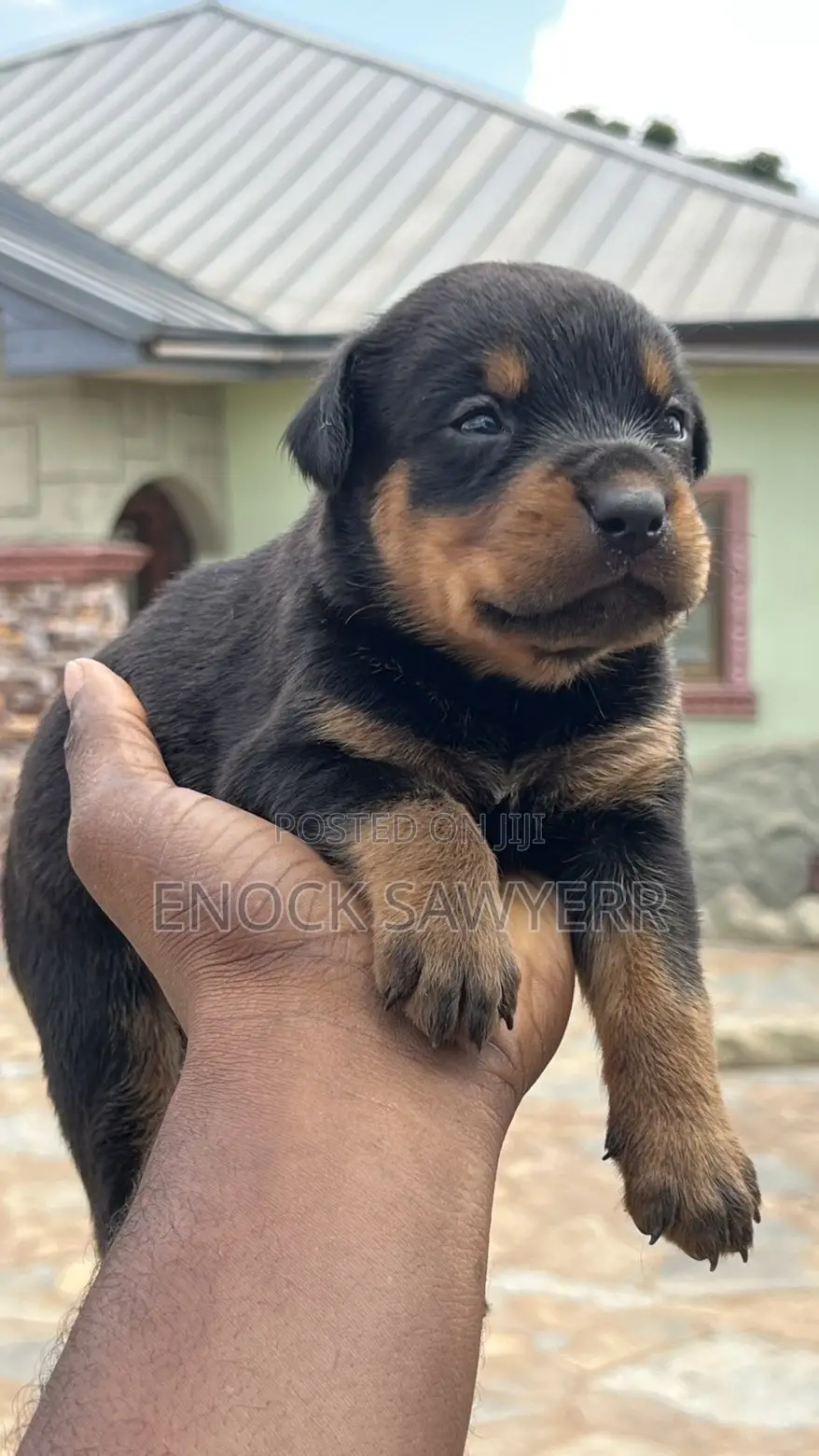 1-3 months Male Purebred Rottweiler
