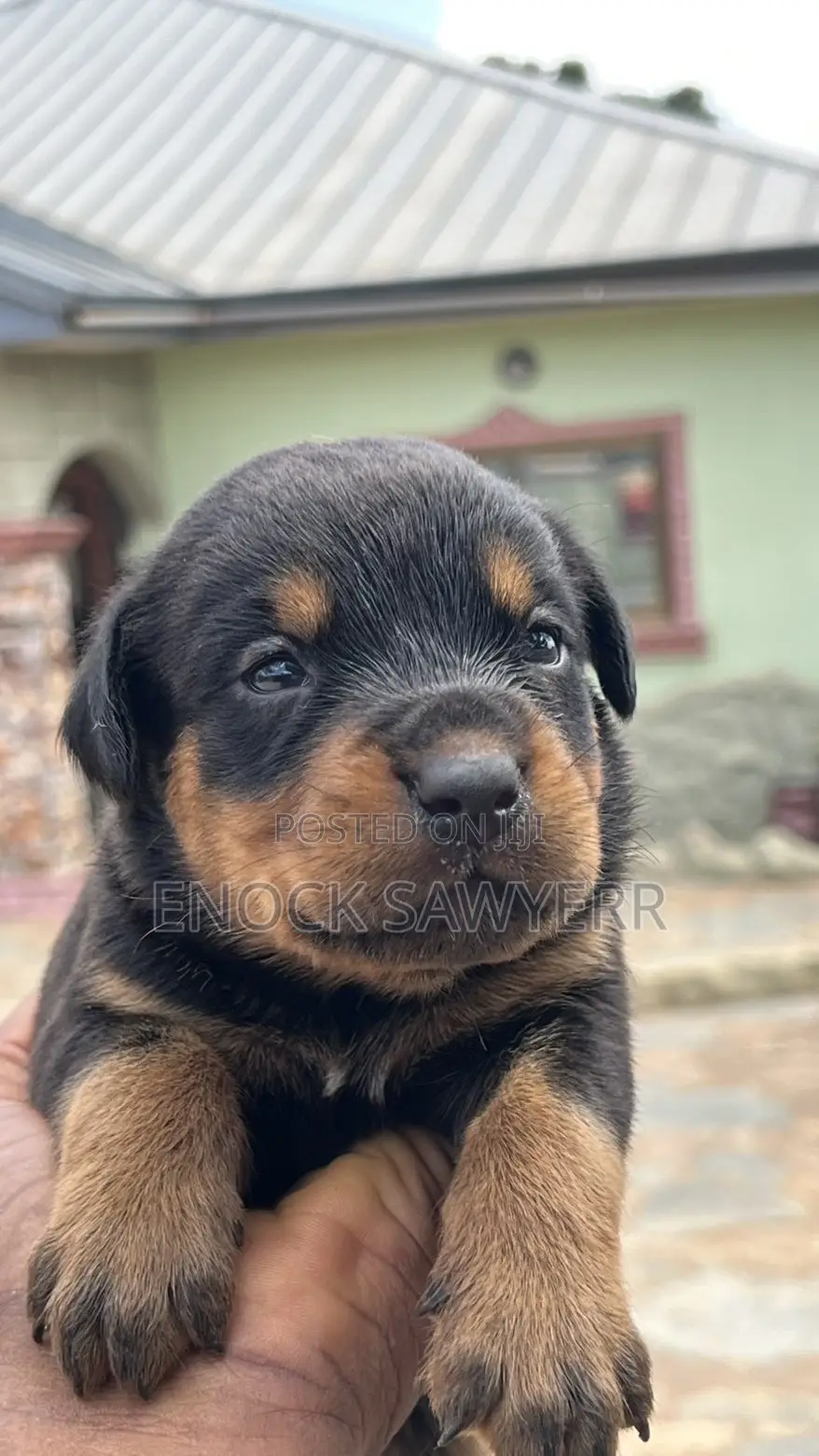 1-3 months Male Purebred Rottweiler