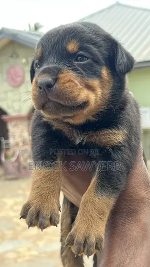 1-3 months Male Purebred Rottweiler