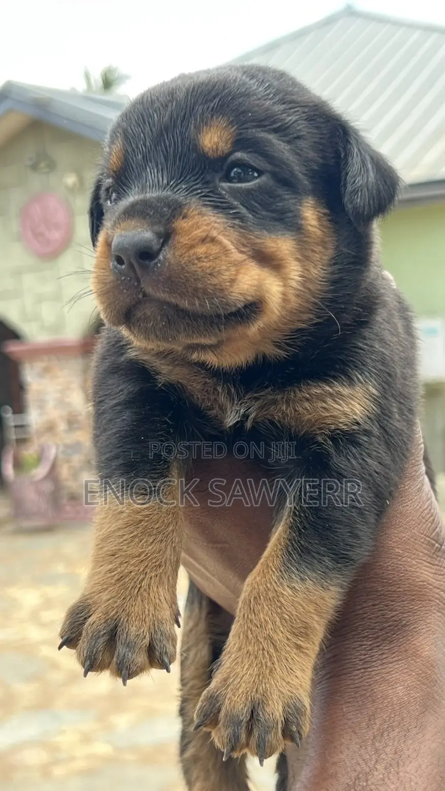 1-3 months Male Purebred Rottweiler