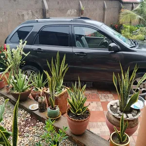 Kia Sportage 2007 Brown