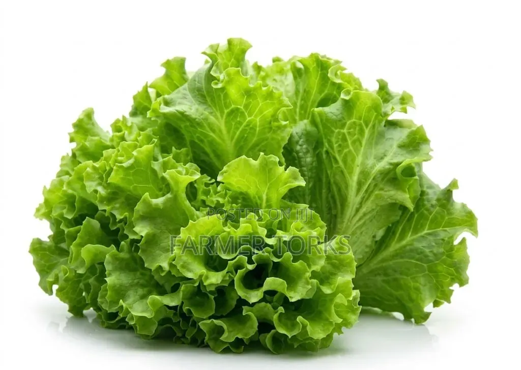 Fresh Lettuce