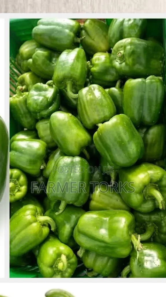 Green Pepper